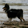 16 juillet 2008, en vacances en Vende, promenade  Jard sur Mer. Cheyenne regarde la mer. :)