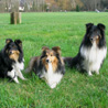 3 mars 2007 : nous avons pass un aprem bien sympa dans un parc de Maule (78) en compagnie de nos amis Bich-Ty et JM et de leurs toutous. Voici Cheyenne et Yukari posant avec leur copain Gio. :) (Photo : Bich-Ty HA)