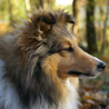 Fin novembre 2006 : portrait de Yukari pris au bois du Saussay,  Ballancourt.