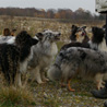 15 novembre 2008, Niederkleen (Allemagne). The group of Shamrocks waiting for their dog treat. ;) In the left foreground, Diego, Lorelei's daddy. :)