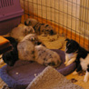 15 novembre 2008, Niederkleen (Allemagne), Shamrock River kennel. it's nap time! ;) Goodbye babies, we will see you again in about a month... :)