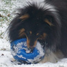 2 dcembre 2010 : Petite Cheyenne s'clate dans la neige, avec son ballon ador ! ;)