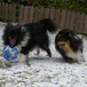 2 dcembre 2010 : Cheyenne et Lorelei s'amusent avec le ballon, dans la neige. :)