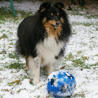2 dcembre 2010 : Cheyenne et son ballon ador ! ;)
