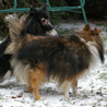 2 dcembre 2010 : les 3 toutounes s'amusent dans la neige. :)