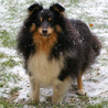 4 dcembre 2010 : Petite Cheyenne sous la neige, qui s'est mise  retomber ce matin. :)