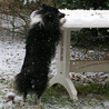 4 dcembre 2010 : Cette coquine de Lorelei mange la neige qui est sur le bord de la table de jardin ! ;)