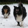 8 dcembre 2010 : Cheyenne et Lorelei s'amusent dans la neige. :)
