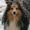 8 dcembre 2010 : les filles dans la neige. :)