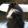 9 dcembre 2010 : Lorelei est ravie qu'il y ait toujours de la neige bien propre  ramasser sur la table de jardin ! ;)
