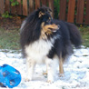 9 dcembre 2010 : Cheyenne et son ballon. :)