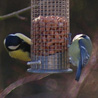 13 dcembre 2010, chez mes parents : une msange charbonnire et une msange bleue casse la crote ! :)