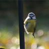 13 dcembre 2010, chez mes parents : msange bleue.