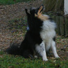 24 d�cembre 2008 � Maz� (Maine et Loire), chez mes parents : Cheyenne, tr�s attentive, attend une friandise. ;)