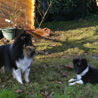 24 décembre 2008 à Mazé (Maine et Loire), chez mes parents : Cheyenne et Lorelei dans le jardin.