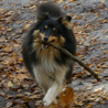 17 octobre 2008, balade aux Grands Avaux. Cheyenne est ravie avec son gros bâton ! ;)