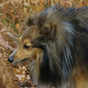 17 octobre 2008, balade aux Grands Avaux. Yukari est ravie de renifler les bonnes odeurs de la forêt. :)