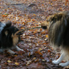 2 décembre 2008, balade aux Grands Avaux. Yukari et Cheyenne se disputent un bâton. ;)