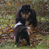 15 dcembre 2008 : Lorelei et Cheyenne dans le jardin. :)