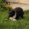 15 dcembre 2008 : Lorelei et Cheyenne dans le jardin. :)