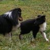 15 dcembre 2008 : Lorelei et Cheyenne s'amusent dans le jardin. :)