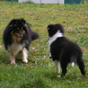 15 décembre 2008 : Lorelei et Cheyenne s'amusent dans le jardin. :)