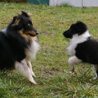 15 dcembre 2008 : Lorelei et Cheyenne s'amusent dans le jardin. :)