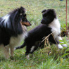 15 dcembre 2008 : Lorelei et Cheyenne dans le jardin. :)