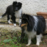 16 dcembre 2008 : Lorelei et Cheyenne dans le jardin. :)