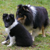 16 dcembre 2008 : Lorelei et Cheyenne dans le jardin. :)