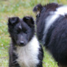 18 dcembre 2008 : Lorelei et Cheyenne dans le jardin. :)