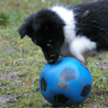 18 décembre 2008 : Lorelei aime de plus en plus le ballon bleu. ;)