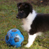 19 décembre 2008 : Lorelei, 2 mois, et le ballon bleu. :)
