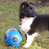 19 dcembre 2008 : Lorelei, 2 mois, et le ballon bleu. :)