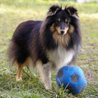 19 dcembre 2008 : Cheyenne et son ballon. :)