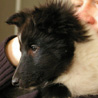 3 janvier 2009 : Lorelei, 2 mois et demi. :)