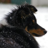 5 janvier 2009 : Cheyenne dans la neige. :)