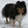 5 janvier 2009 : Cheyenne sous la neige. :)