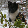 5 janvier 2009 : Lorelei sous la neige, avec son oreille rebelle. ;)