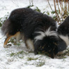 5 janvier 2009 : Lorelei et Cheyenne ne se lassent pas de manger de la neige ! ;)
