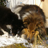 7 janvier 2009 : Lorelei et Yukari mange de la neige. ;)