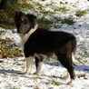 7 janvier 2009 : Lorelei dans le jardin enneig. :)