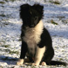 7 janvier 2009 : Lorelei assise dans la neige. :)