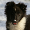 7 janvier 2009 : Notre petite chipie, toute mimie avec sa neige sur le bout du nez ! :)