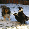 8 janvier 2009 : Nos trois follettes en plein jeu. :)