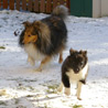 8 janvier 2009 : Nos trois follettes en plein jeu. :)