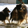 10 janvier 2009 : Nos trois follettes en plein jeu. :)