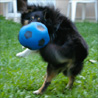 6 septembre 2008 : Cheyenne est ravie d'être bien remise de son opération, elle peut rejouer pleinement avec son ballon adoré ! ;)