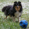 9 décembre 2008 : Cheyenne est plus intéressée par son ballon que par la neige qui tombe ! ;)