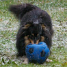 9 décembre 2008 : Cheyenne est plus intéressée par son ballon que par la neige qui tombe ! ;)